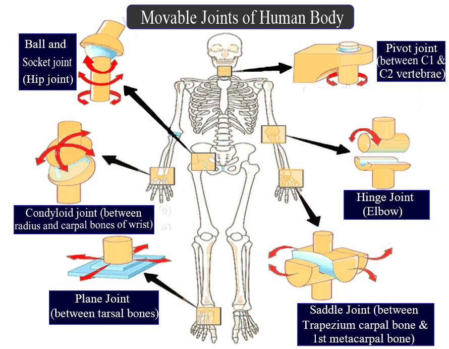 Explain Any Five Movable Joints With Examples Class 11 Biology Cbse
