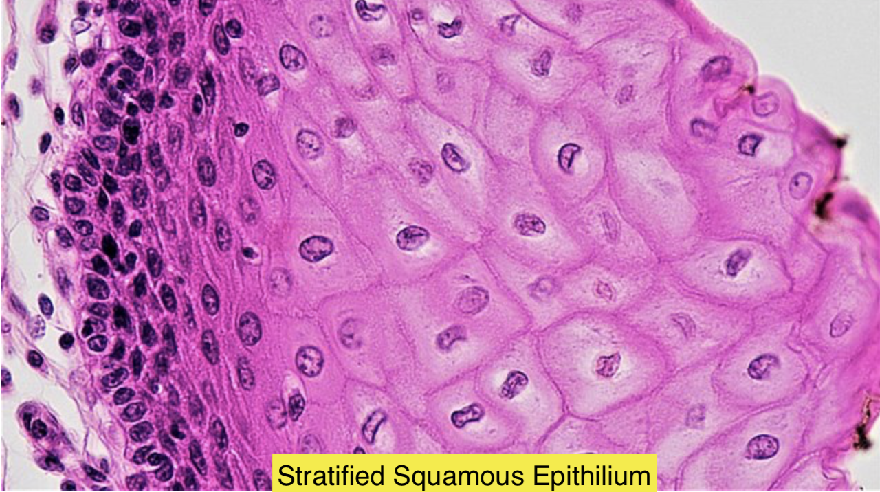 Oral Cavity Stratified Squamous Epithelium