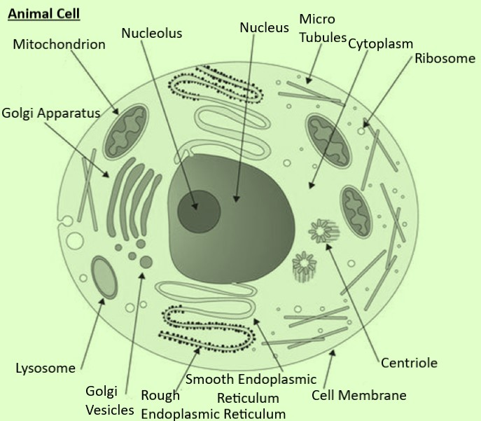 Why is endocytosis found in animals only?(a) Cell walls are absent in animal  cells.(b) Cell walls are present in animal cells.(c) The cell membrane is  absent in animal cells.(d) None of these.