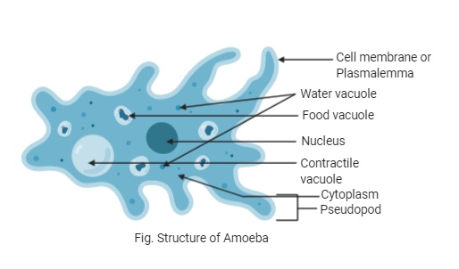 Amoeba Sticks To The Substratum By Means OfA Rough SurfaceB Amoeba Sticks To The Substratum By Means OfA Rough SurfaceB