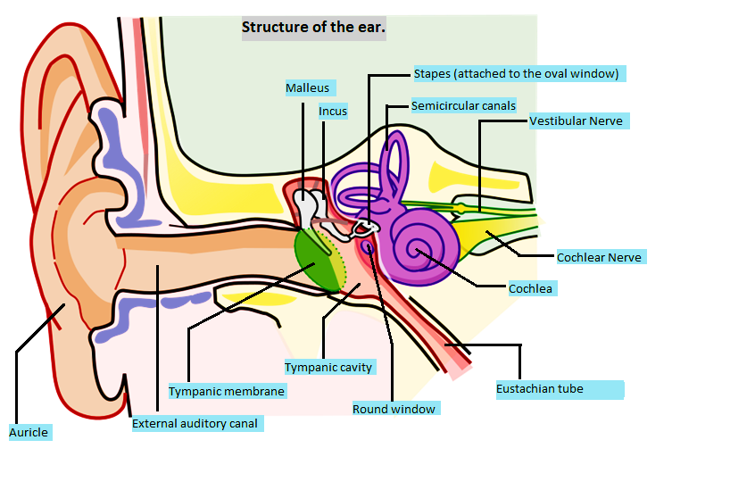 Stapes Ear Stapes Ear