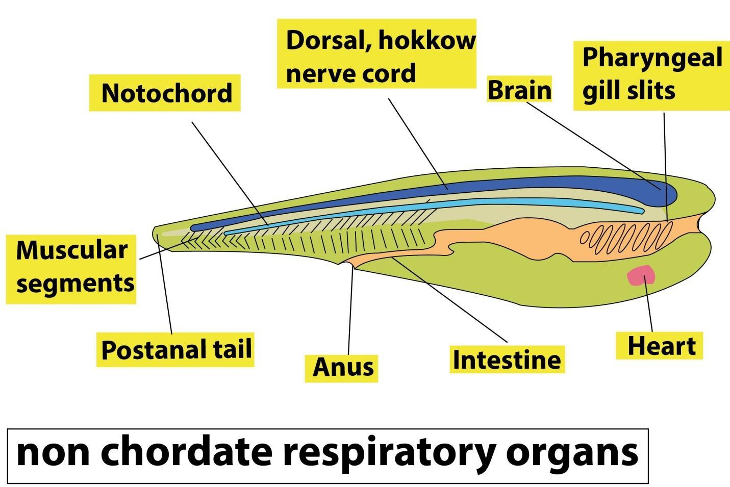 Describe the respiratory organs of non chordates.