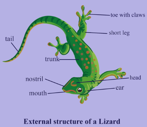 Practical 1 External Anatomy Biology 357 With Lankford