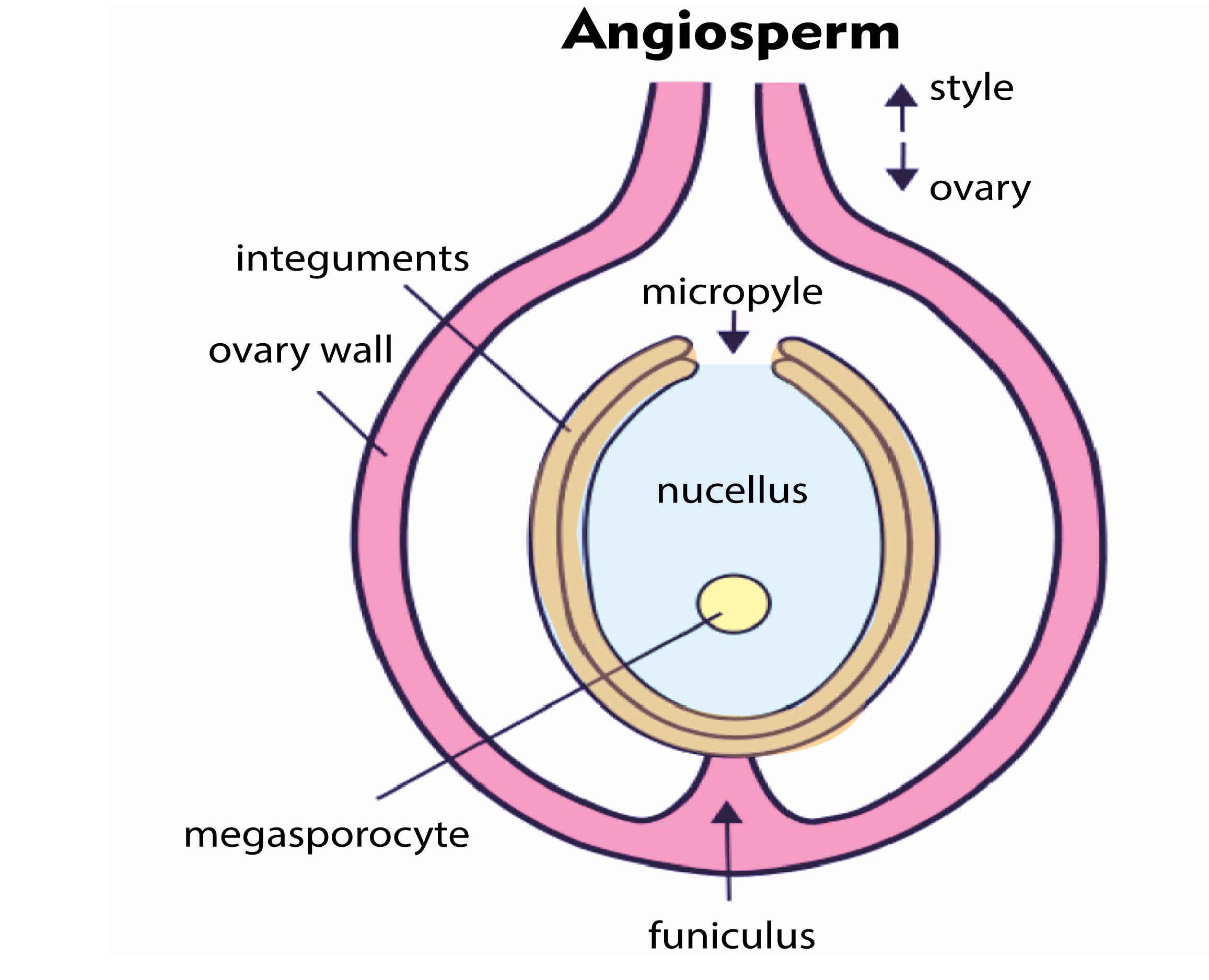 neogynax