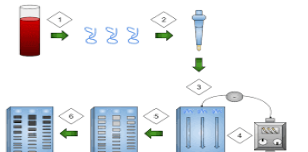 dna-fingerprinting-and-paternity-answer-key-dna-fingerprinting-worksheet-answers-dna