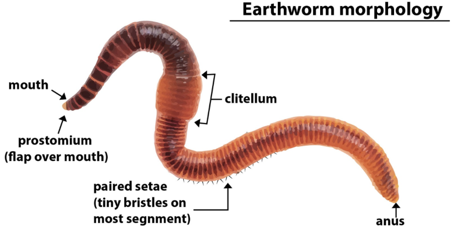 Earthworm respires by -(a) Clitellum(b) Ctenidia(c) Moist skin(d