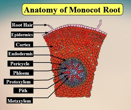 Discuss the internal structure of monocot roots