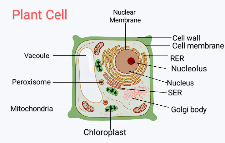 organelles present in plant cells