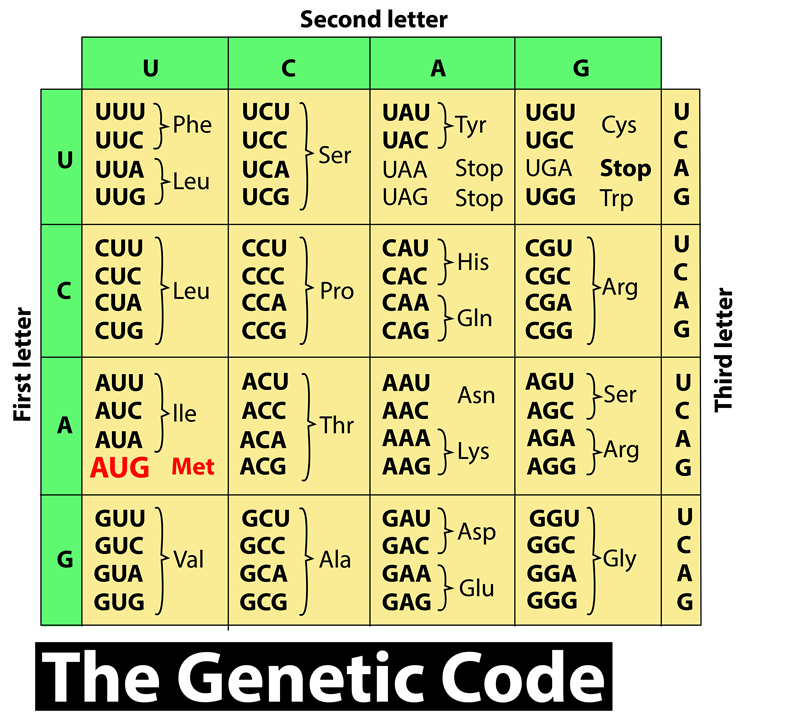 Out of 64 codons, 61 codons code for 20 types of amino acids. What is ...