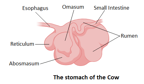 Which of the following animals has a compound stomach (rumen)?A. DogB.  RatC. HorseD. Cow