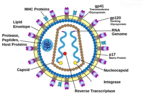 aids virus diagram