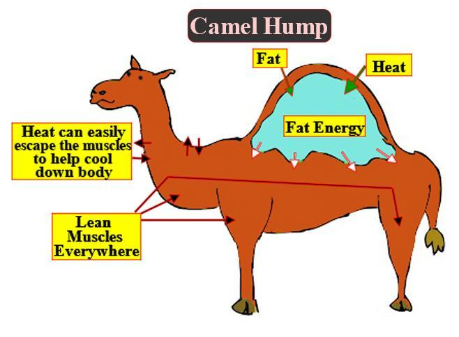 The camel's hump is made of which tissues?(a) Skeletal(b) Muscular(c)  Areolar(d) Adipose