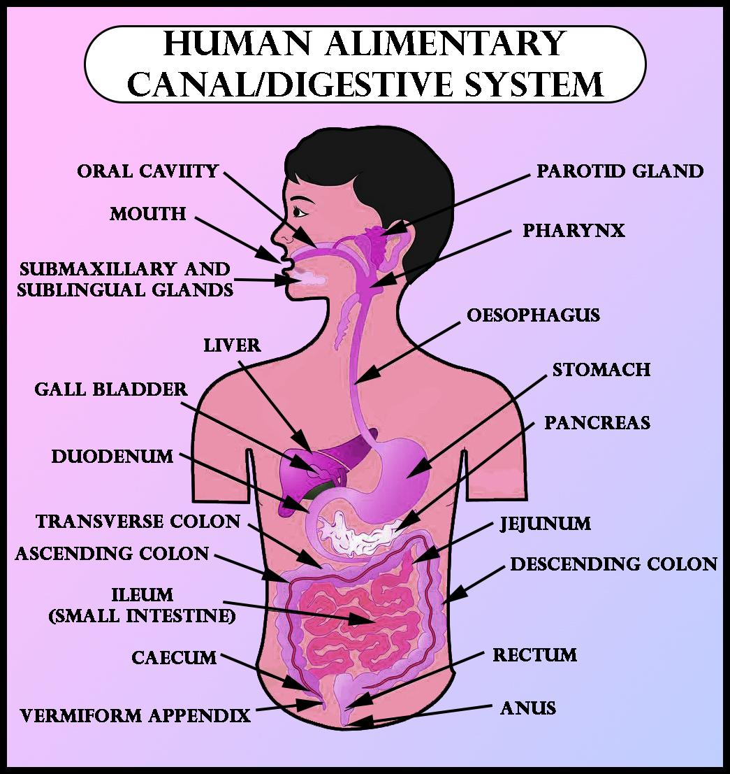 DRAW IT NEAT : How to draw human digestive system | Human digestive system, Digestive  system, Human drawing