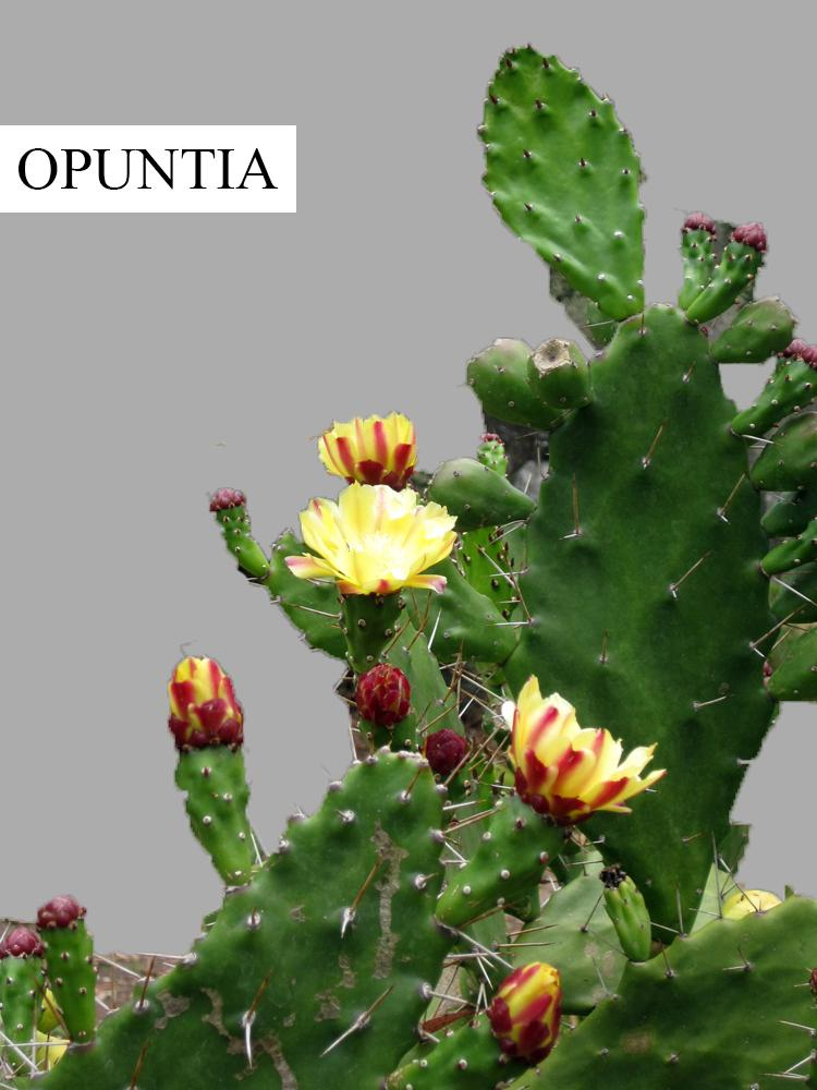 Desert plants like opuntia are able to grow in extreme conditions. Suggest  any two adaptations of this plant.