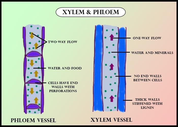 Xylem and phloem