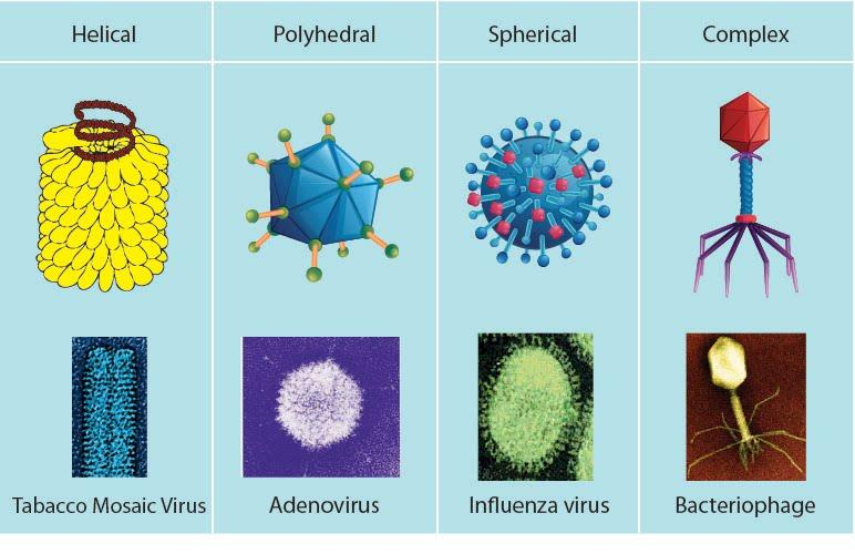Describe the types of viruses on the type of the host cell and give their  economic importance.