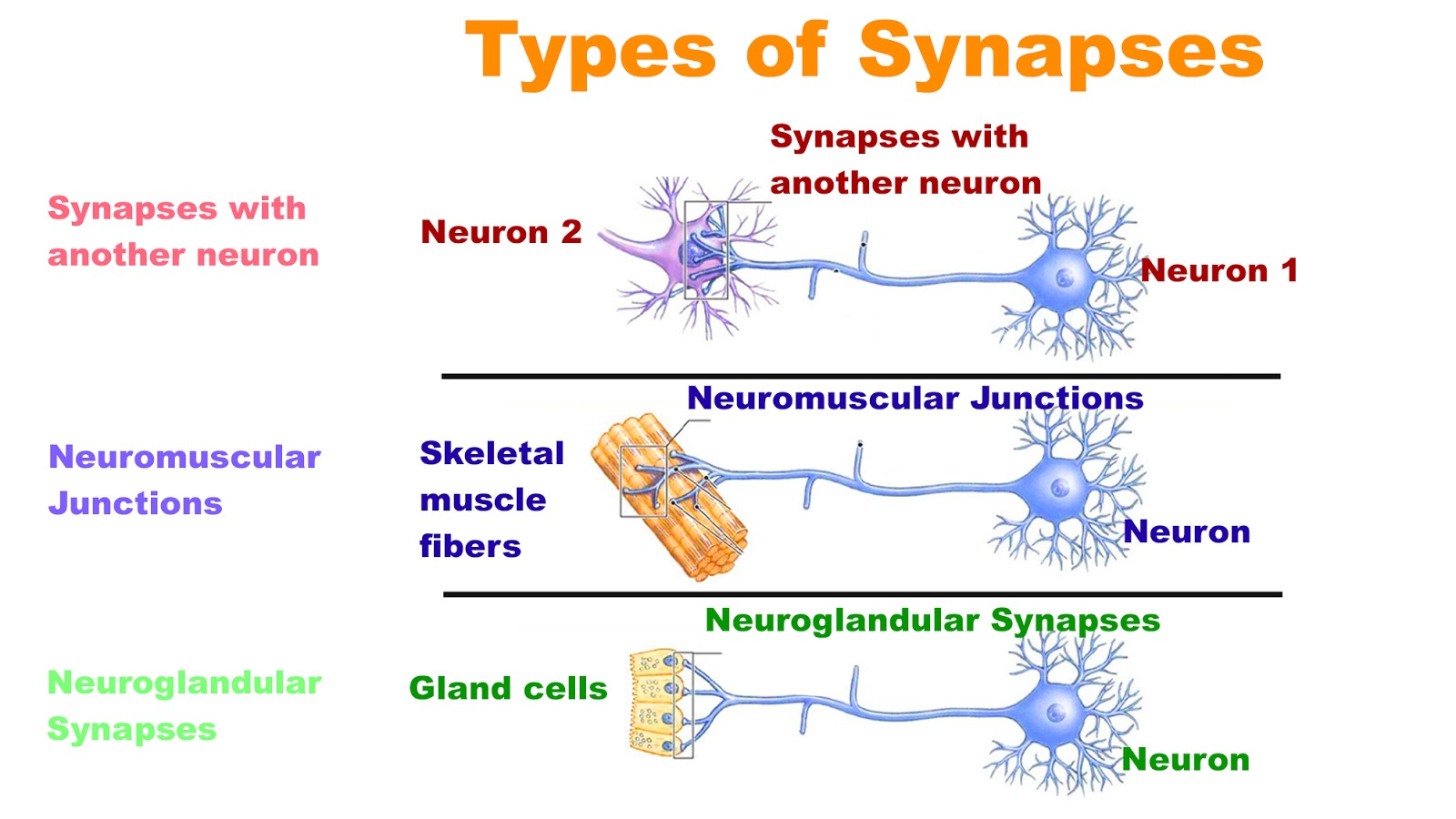 Axosomatic Synapse IsA Synapse Of AxonB The Synapse Of The Cell BodyC 