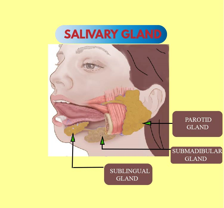 Saliva contains enzyme which hydrolyses starch into class