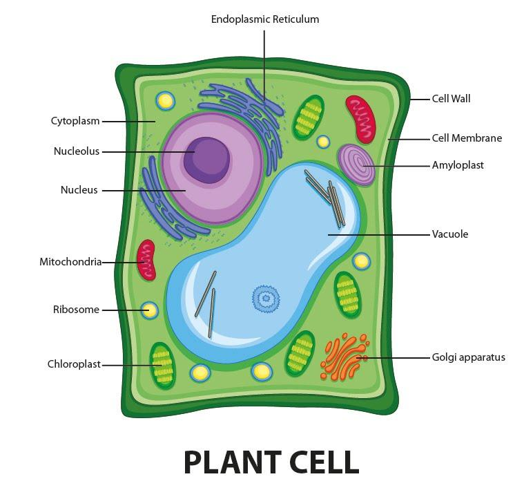 Which of the following combinations are present in plant cells but not in animal  cells? (a) Cell wall and plastid(b) Cell wall and cell membrane (c)  Plastids and the nucleus (d) Cell