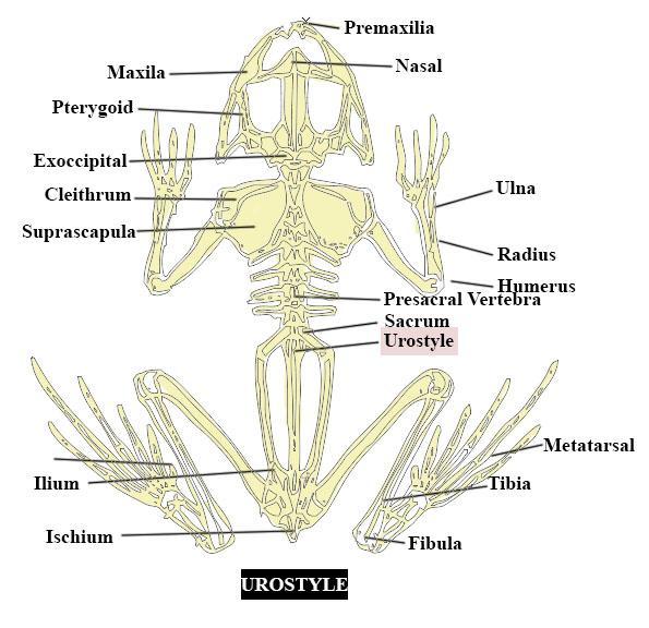 human caudal vertebrae