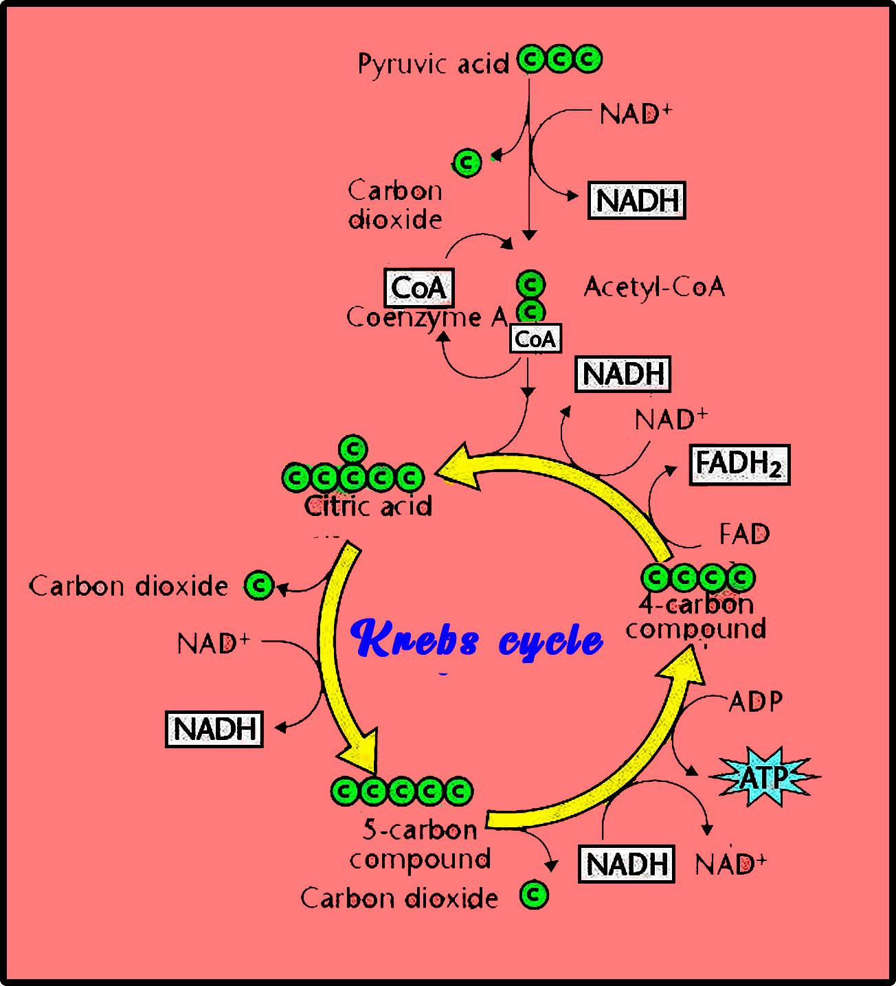 Net Yield Of Aerobic Respiration During Krebs Cycle Per Glucose Net Yield Of Aerobic Respiration During Krebs Cycle Per Glucose