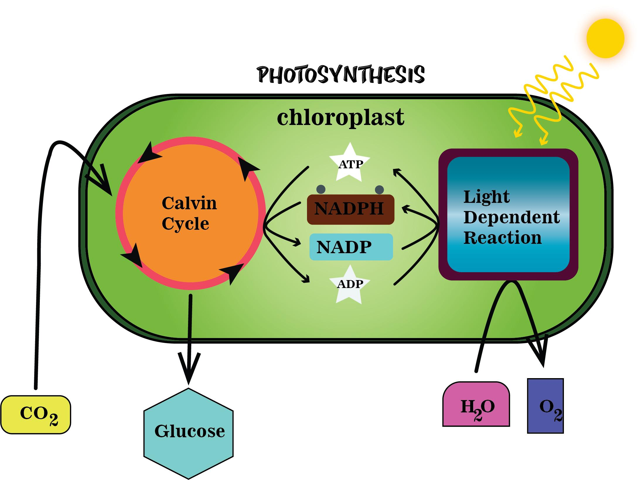 Describe the light-dependent of photosynthesis. How are they linked to dark reaction?