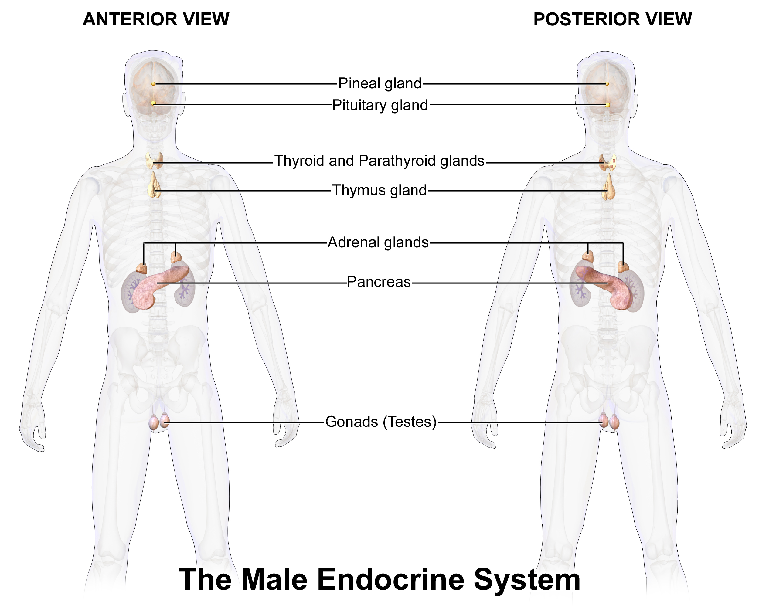 Write The Names Of Male And Female Sex Hormones Draw A Labelled Diagram Of Male Endocrine Glands