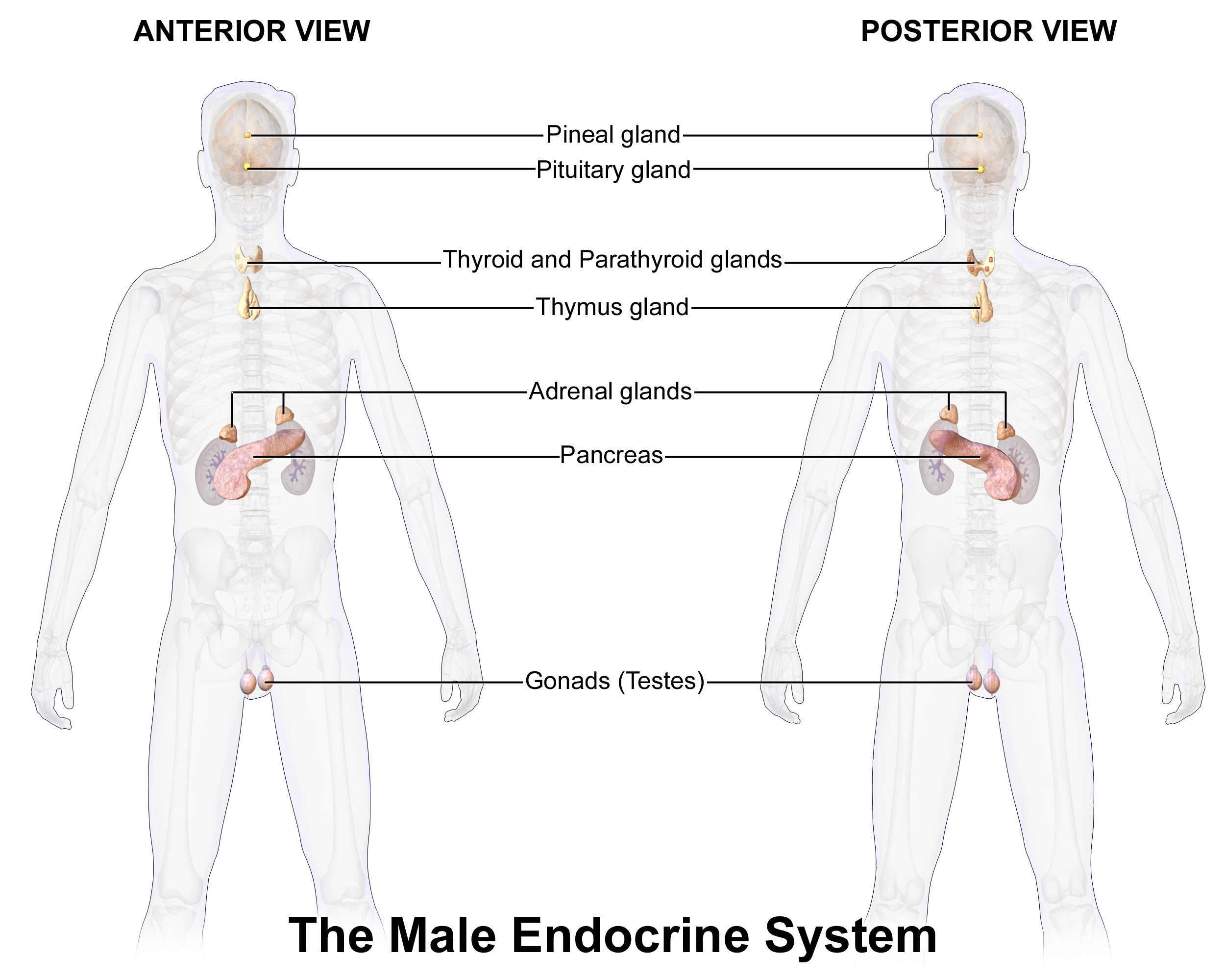 Write The Names Of Male And Female Sex Hormones Draw Class 11 Biology Cbse