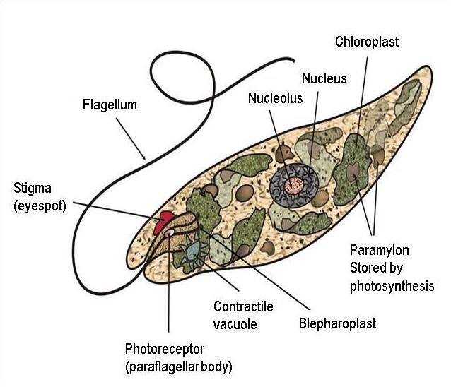 Draw A Well Labelled Diagram Of Euglena 