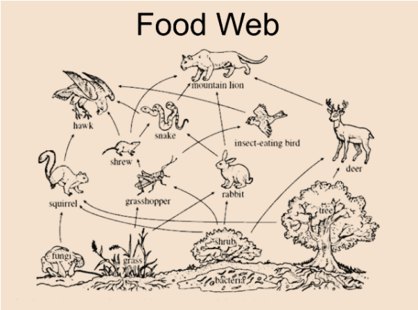 forest food web examples