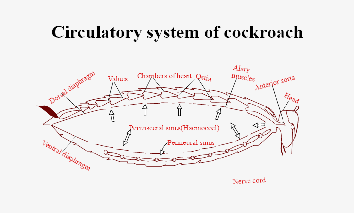 Flow of hemolymph in Cockroach is(a) Heart Ostia Perivisceral sinus  Pericardial sinus Head Heart(b) Heart Pericardial sinus Head Perivisceral  sinus Ostia Heart(c) Heart Head Perivisceral sinus Pericardial sinus Ostia  Heart(d) Heart Head