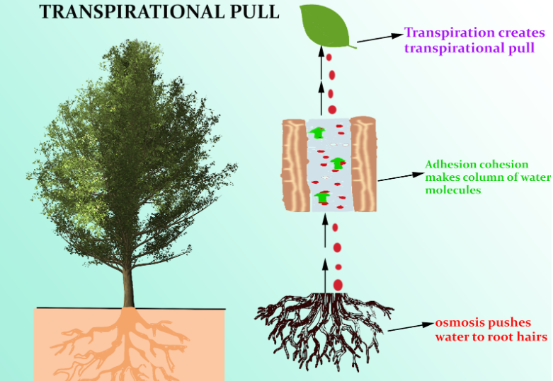 the rate of transpiration