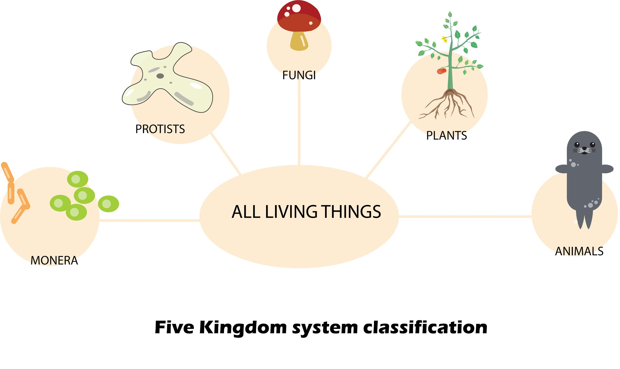 The number of criteria used as classifying organisms in five-kingdom  classification is A. 5B. 4C. 3D. 1