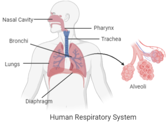 respiratory system essay 100 words
