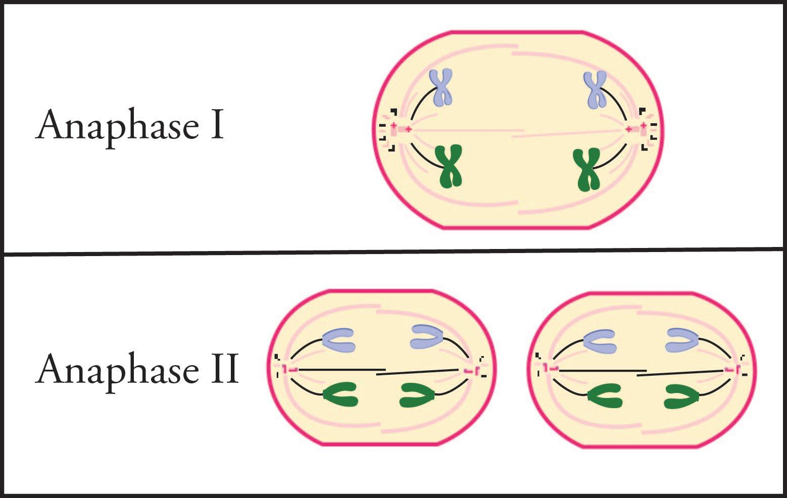 what separates in anaphase 1