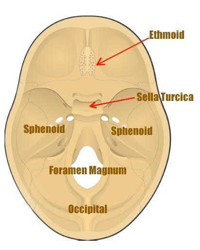 Sella Turcica Of Sphenoid Bone And Pituitary Gland