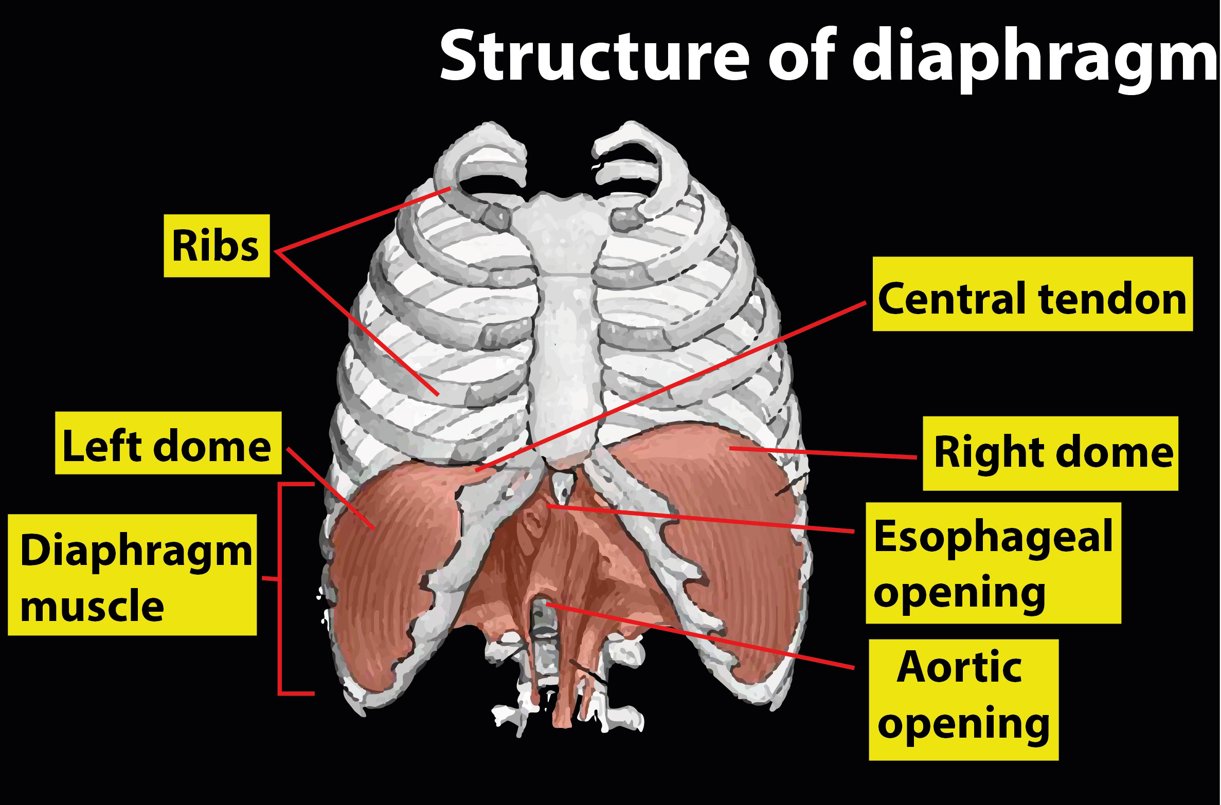 Rib Cage Muscles Diagram Diaphragm Anatomy Pictures And Information Images And Photos Finder
