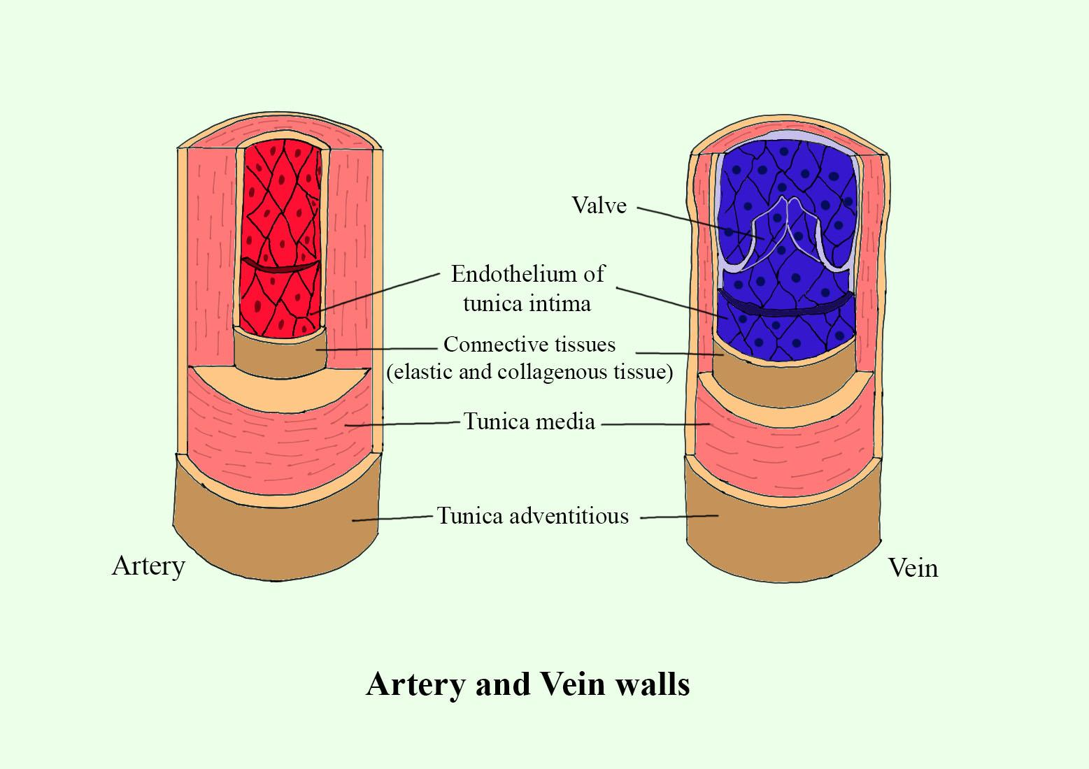 Arteries And Veins Diagram For Kids