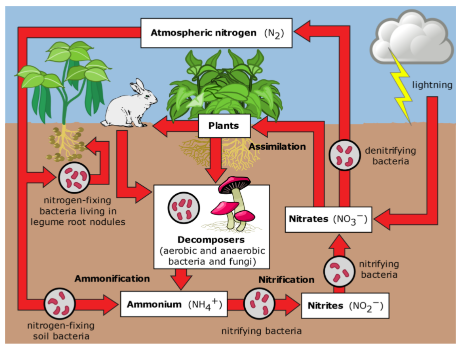 Describe interdependence of abiotic and biotic components by taking  Nitrogen cycle diagrams.