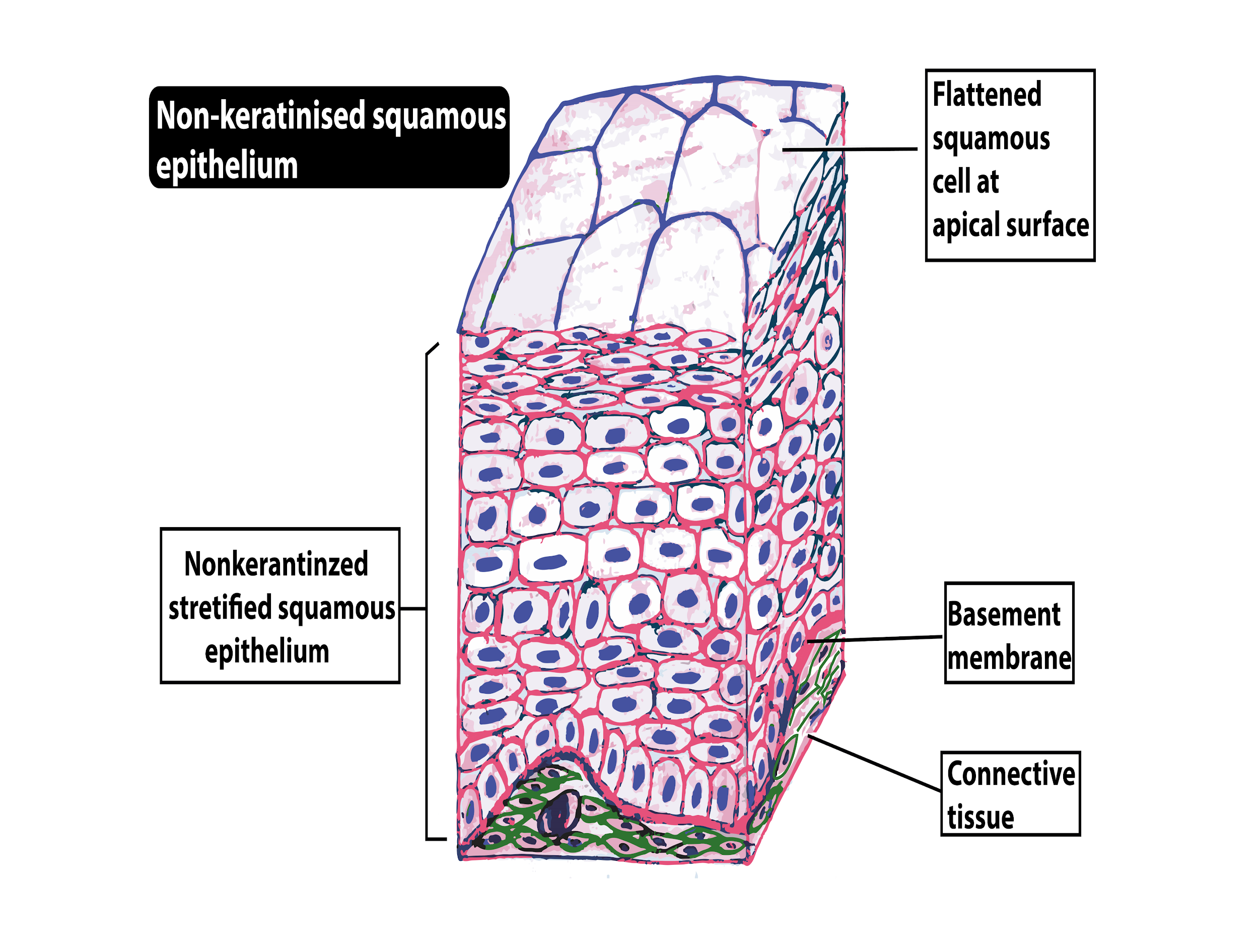 what is the shape of a cheek cell