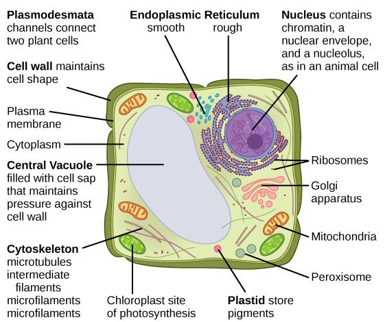In a plant cell,DNA is present in____A. Only in chromosomesB. In chromosomes  and chloroplastsC. In chromosomes, chloroplasts and mitochondriaD. In  chromosomes, chloroplasts mitochondria and ribosomes