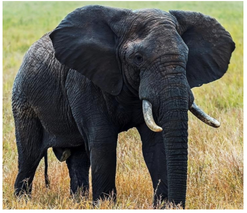 The largest land animal is:A. CamelB. ElephantC. RhinoD. Python