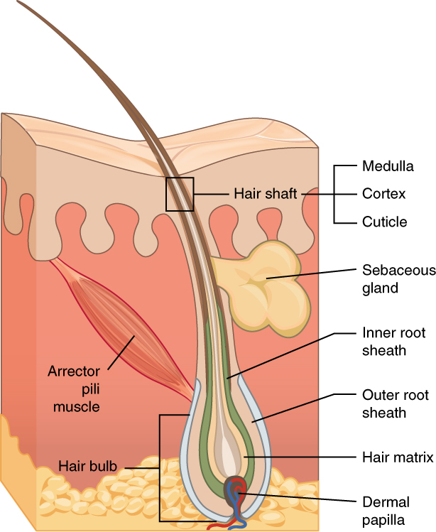 Write structure and function of hair found on the skin.