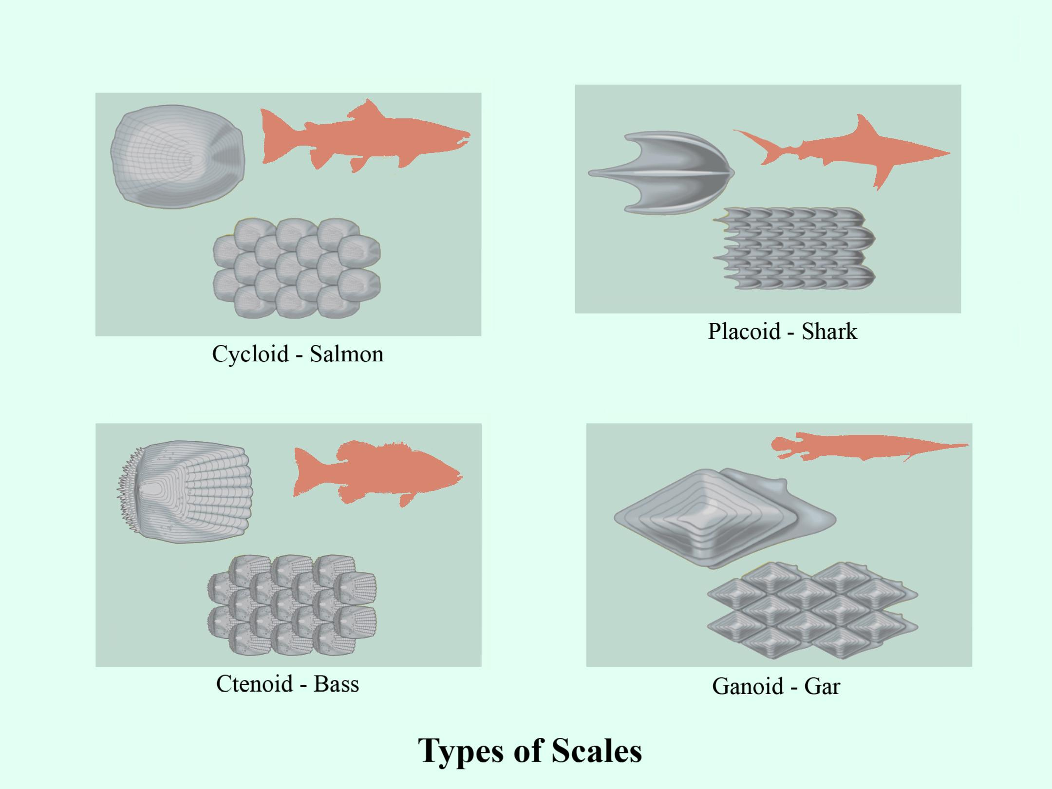 Which type of scales are found on the skin of cartilaginous fishes