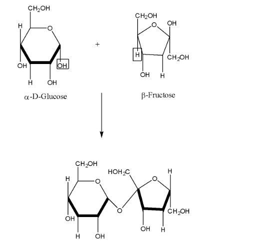 Glucose and Fructose