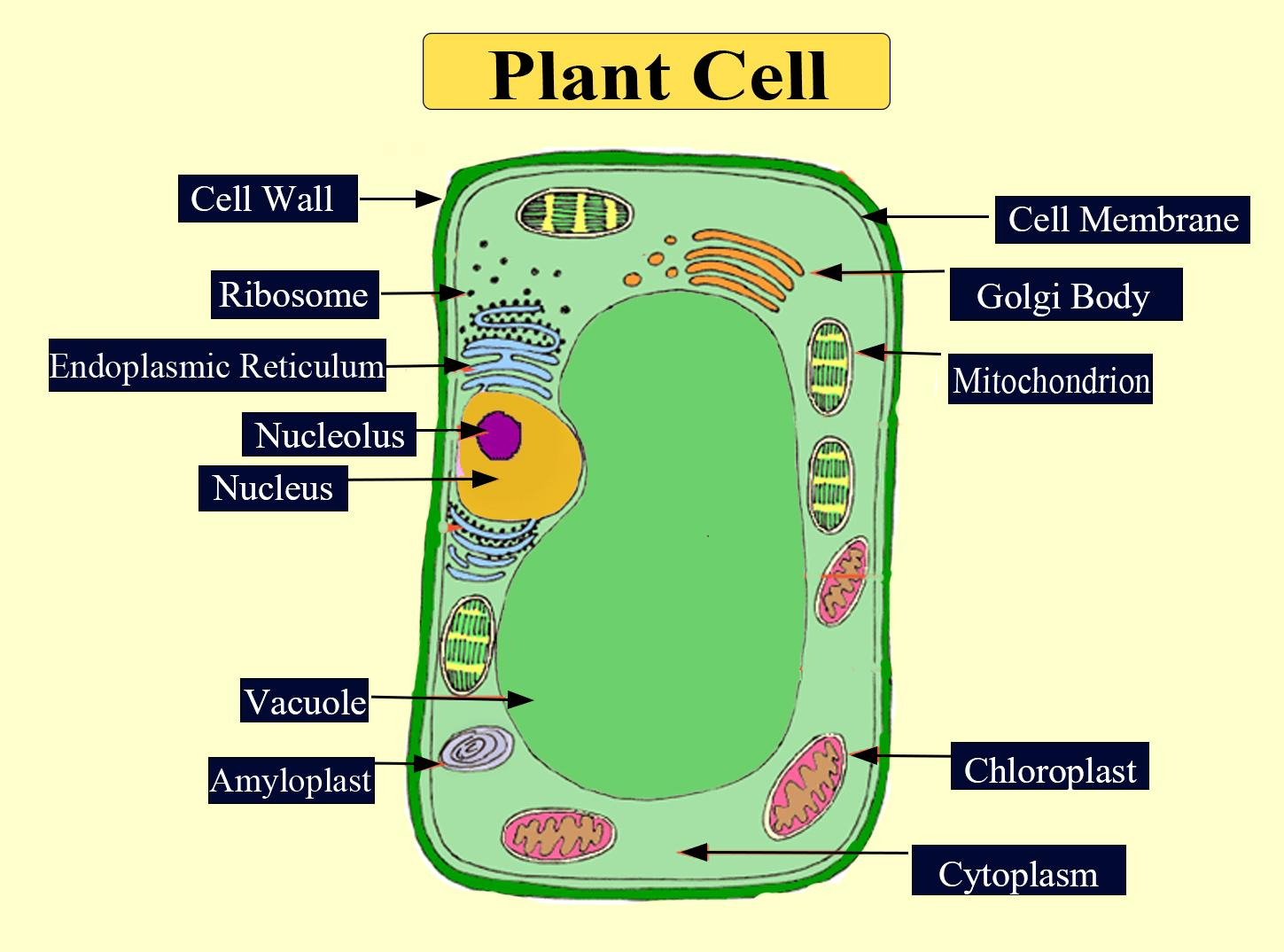 Make sketches of plant and animal cells. State three differences between  them.