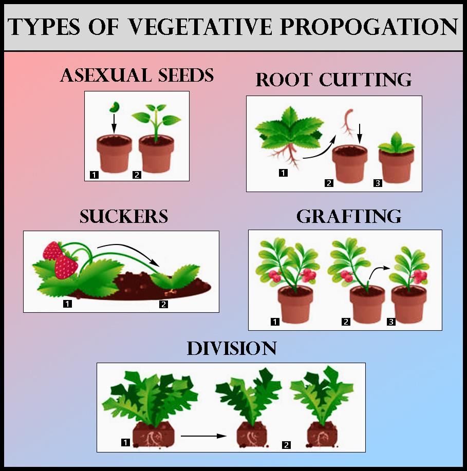 write an essay on vegetative propagation