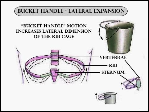 Which ribs show bucket handle type movementA) Rib No. 1-2B) Rib No. 3-5C)  Rib No. 6-10D) Rib No. 11-12