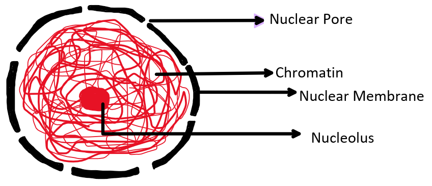 A cell lacking in the nucleus, also lacks.(a) Plasma membrane(b)  Mitochondria(c) Chromosome(d) Vacuole