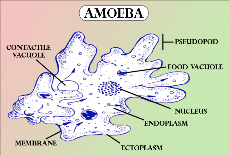 ameba paramecium and protozoa